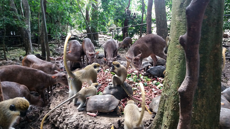 I Spent A Few Hours With The Animals At The Wildlife Reserve In Barbados
