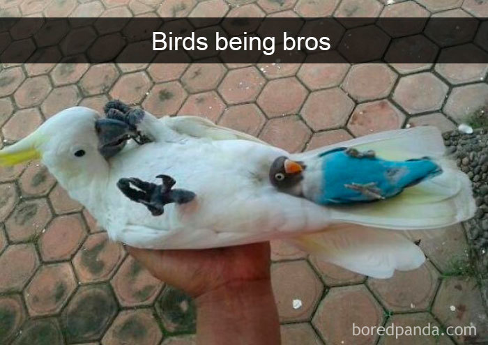 Funny-Bird-Snapchats