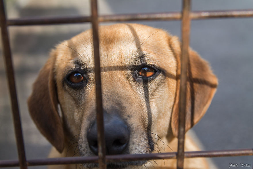 Russia Bans Animal Cruelty