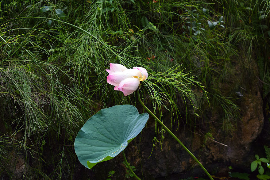 I Spent A Few Hours Exploring Andromeda Botanic Gardens