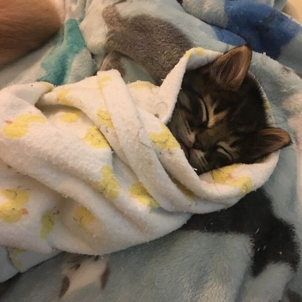 Purrito