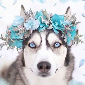 savannahyoung avatar