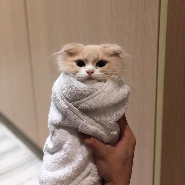 Purrito
