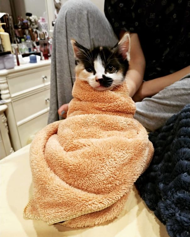 Purrito