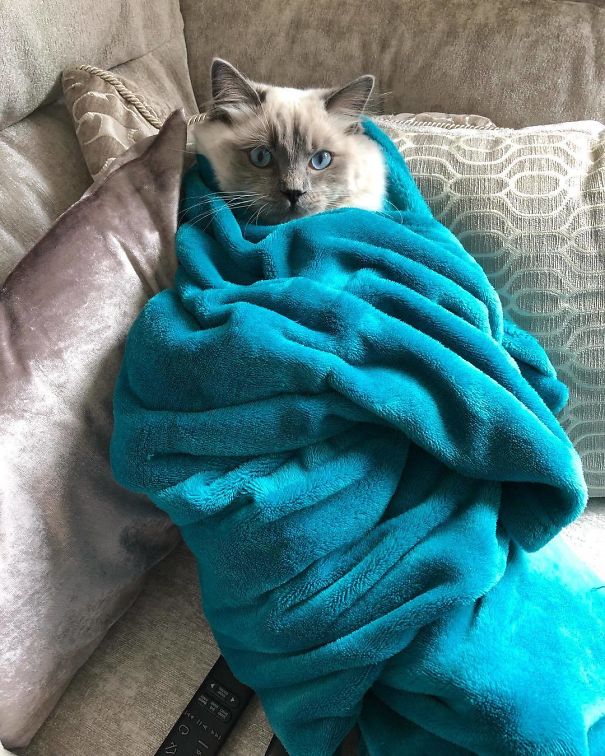 Purrito