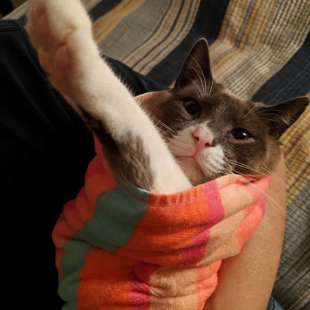 Purrito
