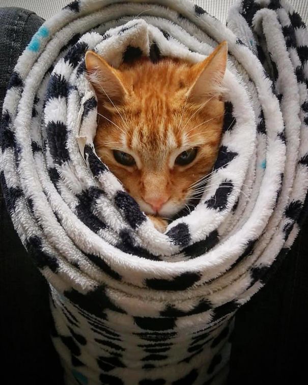 Purrito