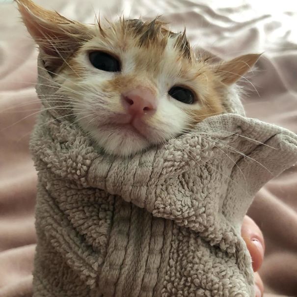 Purrito