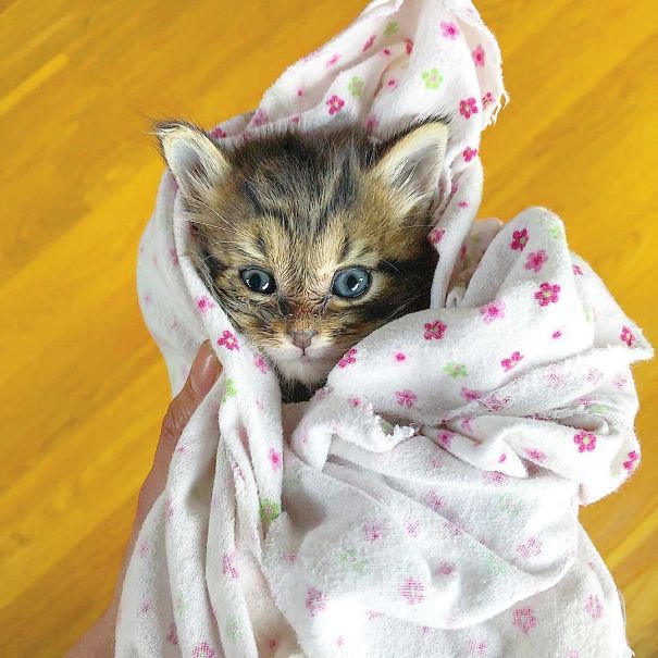 Purrito