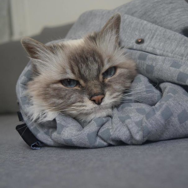 Purrito
