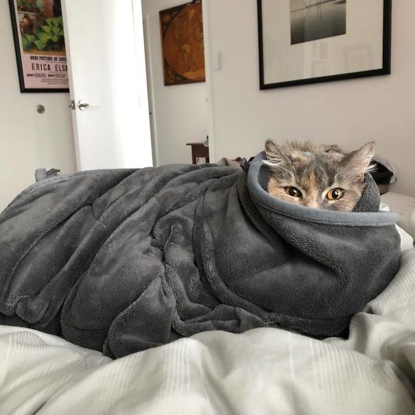Purrito
