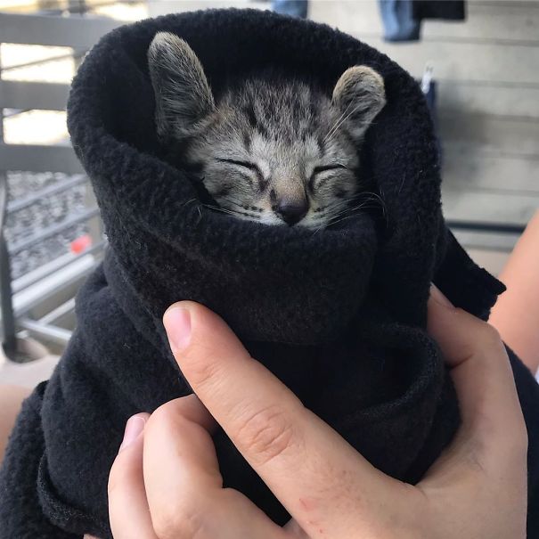 Purrito