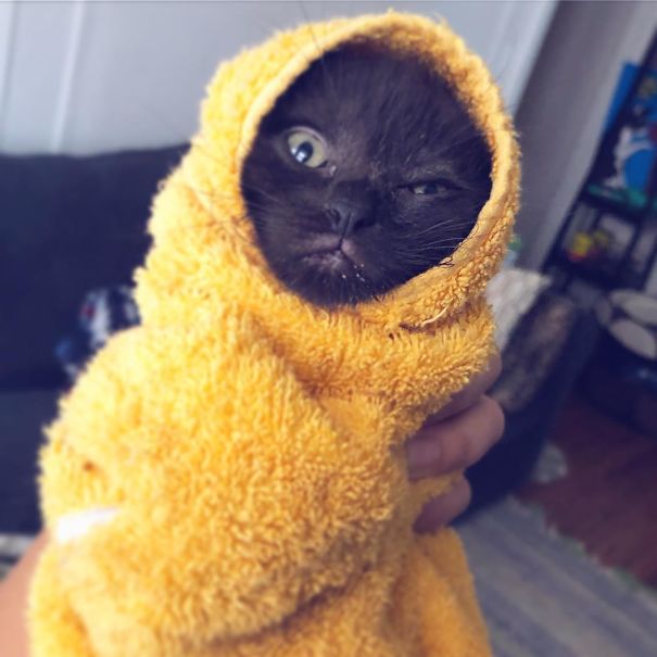 Purrito