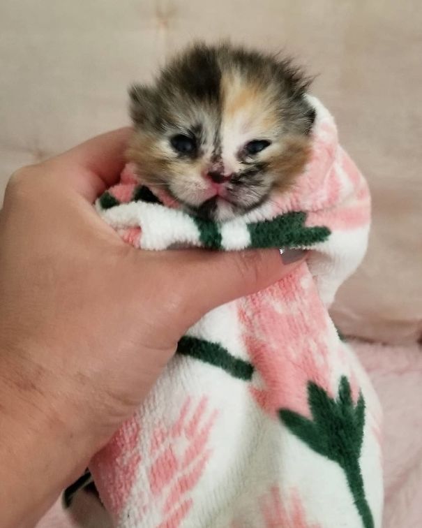 Purrito