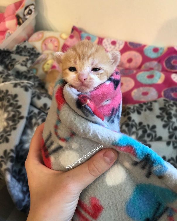 Purrito