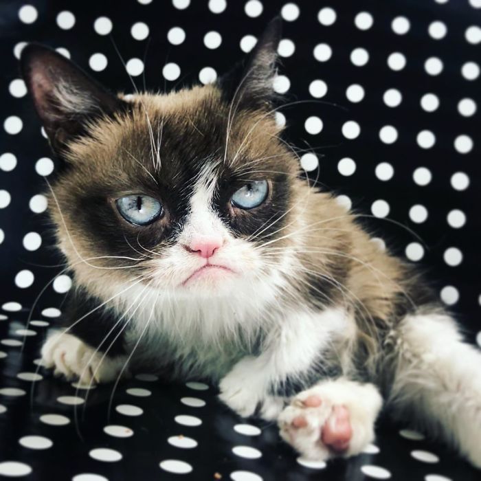Grumpy Cat Dies Aged 7