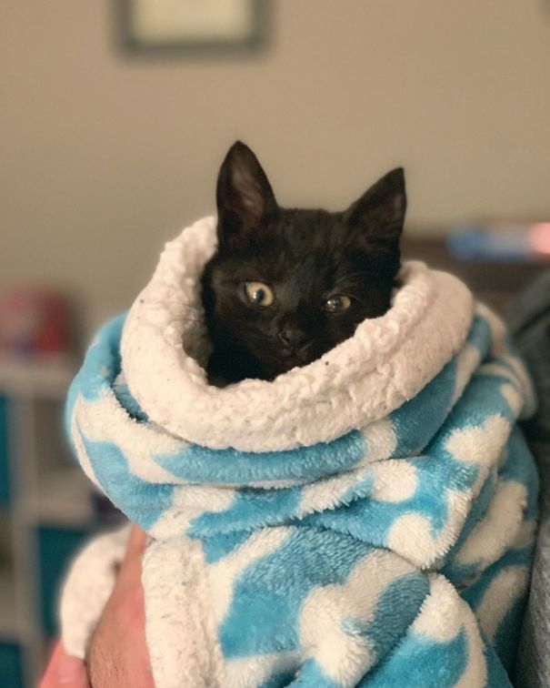 Purrito