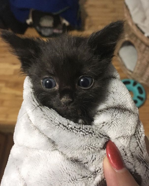 Purrito