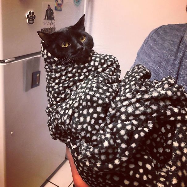 Purrito