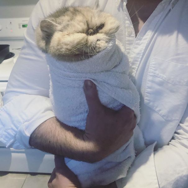 Purrito