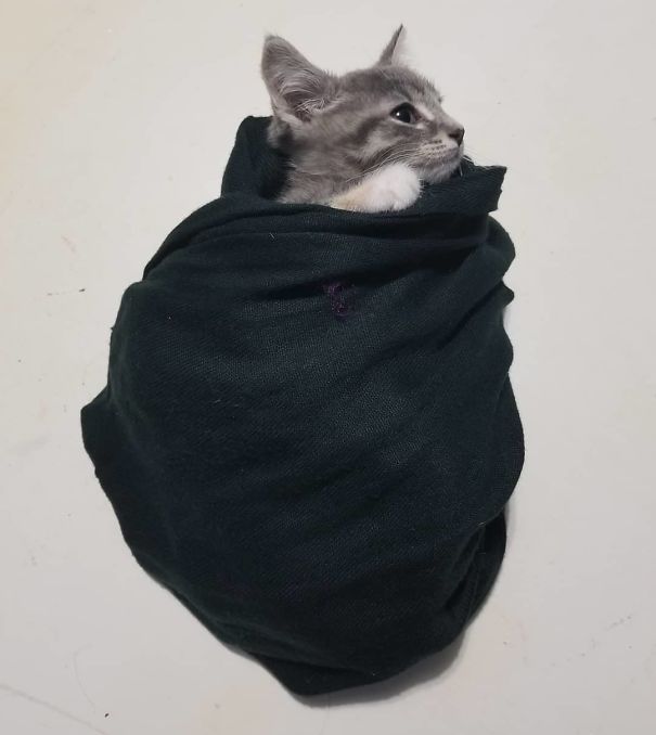 Purrito