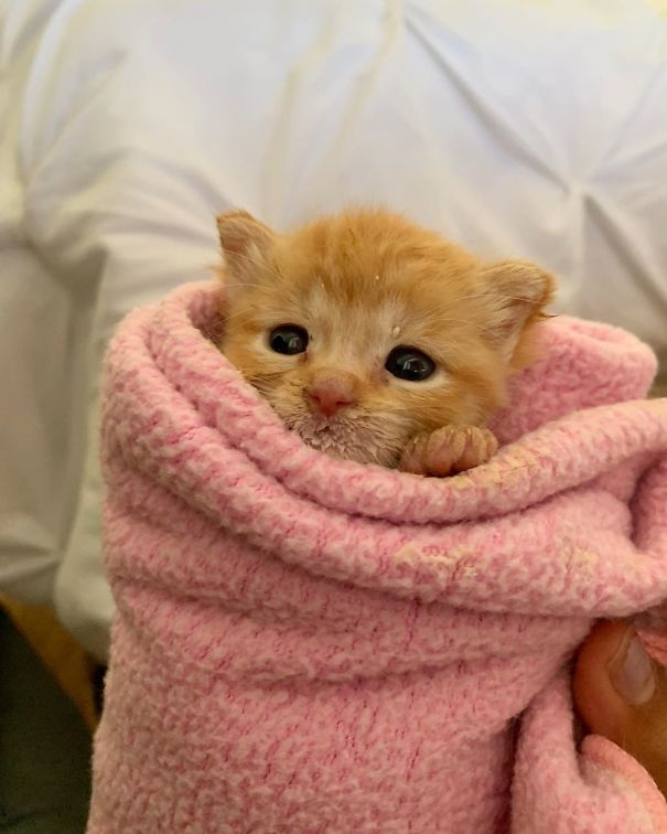 Purrito
