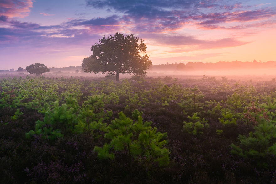 I Photograph Trees During Foggy Mornings In The Netherlands