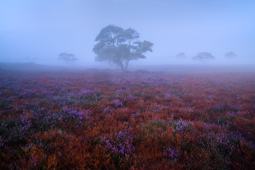 I Photograph Trees During Foggy Mornings In The Netherlands
