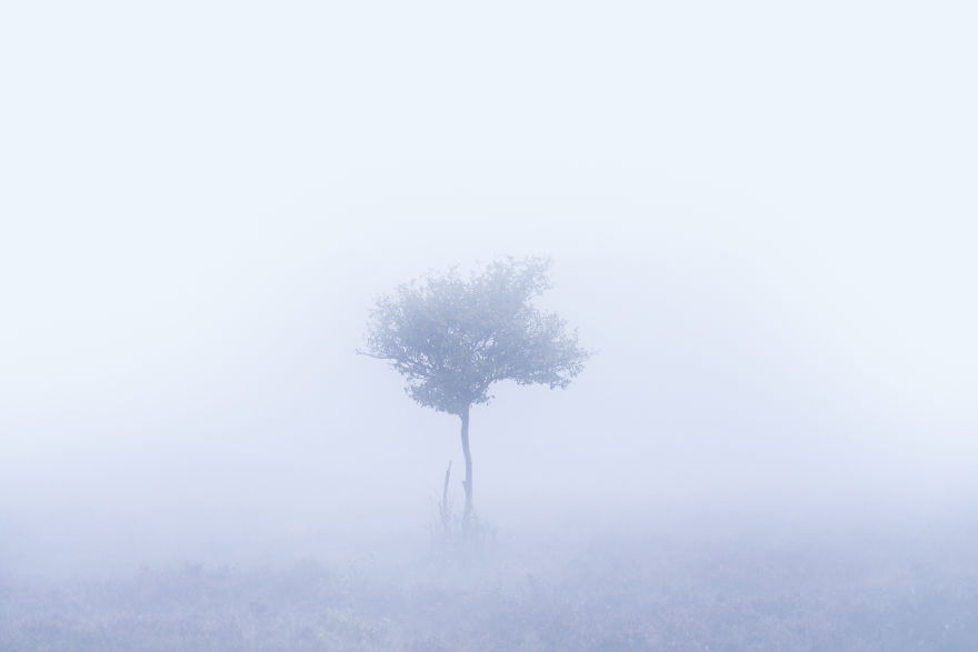 I Photograph Trees During Foggy Mornings In The Netherlands