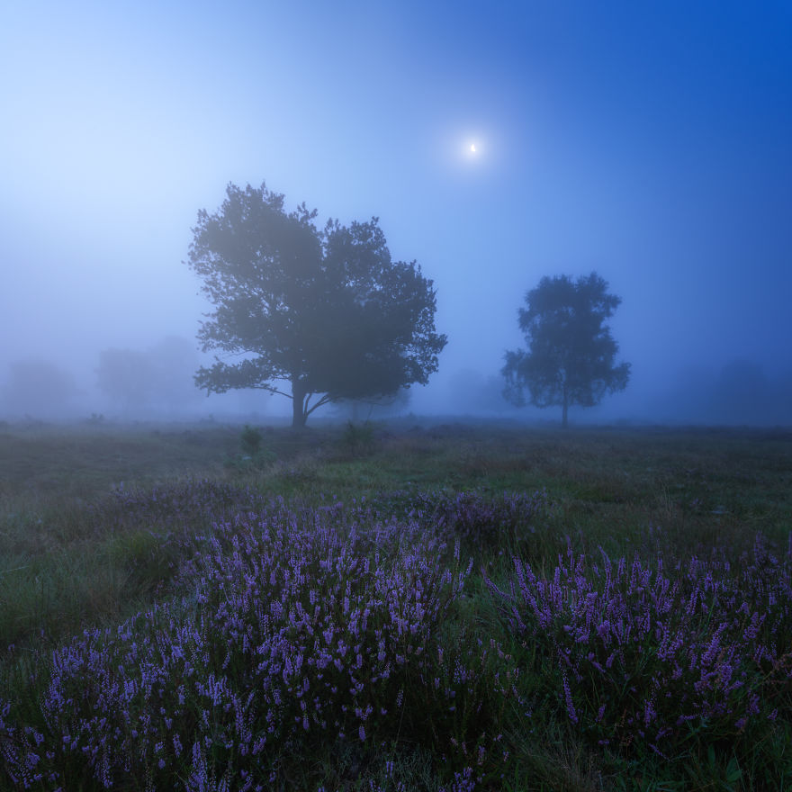 I Photograph Trees During Foggy Mornings In The Netherlands