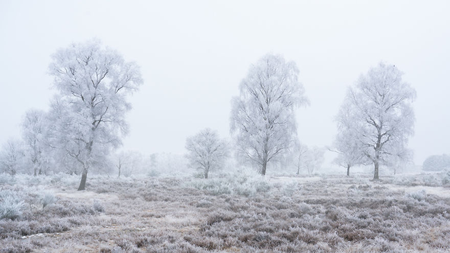 I Photograph Trees During Foggy Mornings In The Netherlands