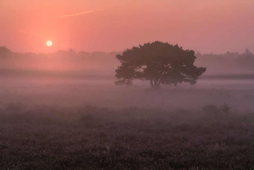 I Photograph Trees During Foggy Mornings In The Netherlands
