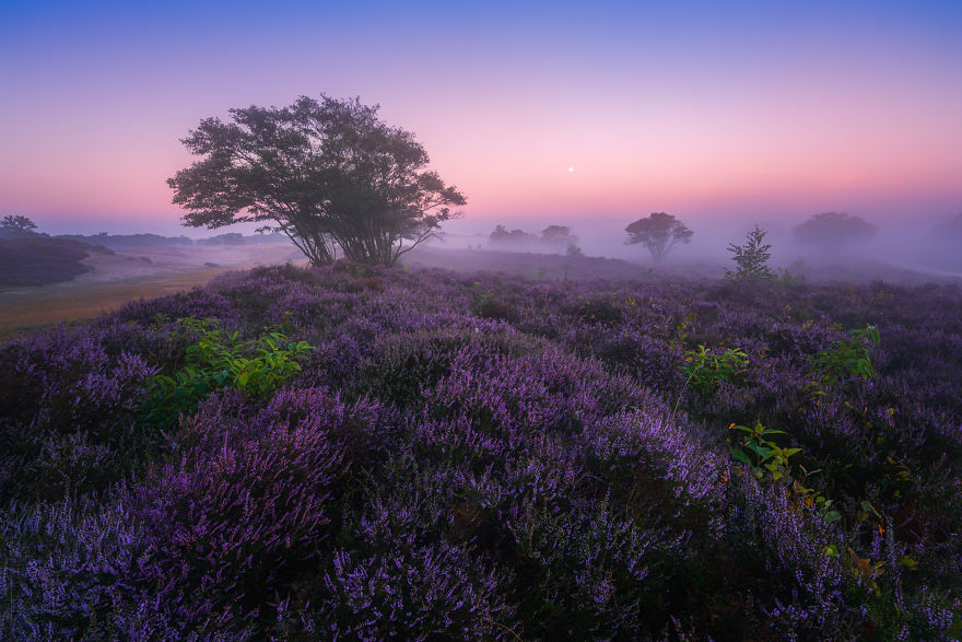 I Photograph Trees During Foggy Mornings In The Netherlands