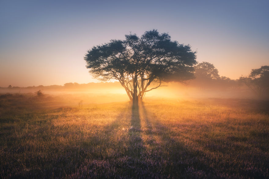 I Photograph Trees During Foggy Mornings In The Netherlands