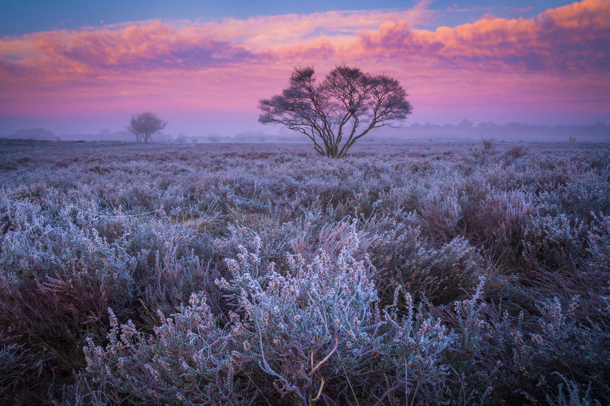 I Photograph Trees During Foggy Mornings In The Netherlands