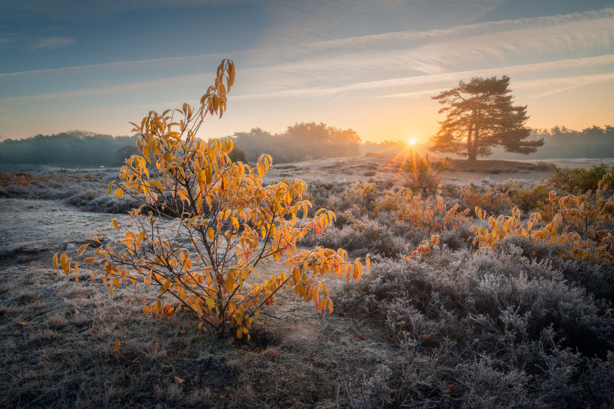 I Photograph Trees During Foggy Mornings In The Netherlands