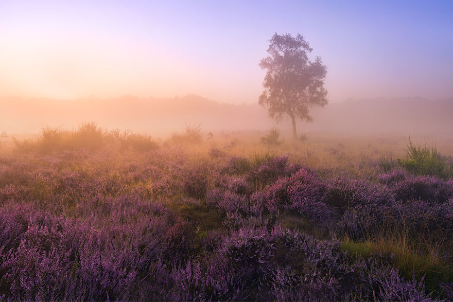 I Photograph Trees During Foggy Mornings In The Netherlands