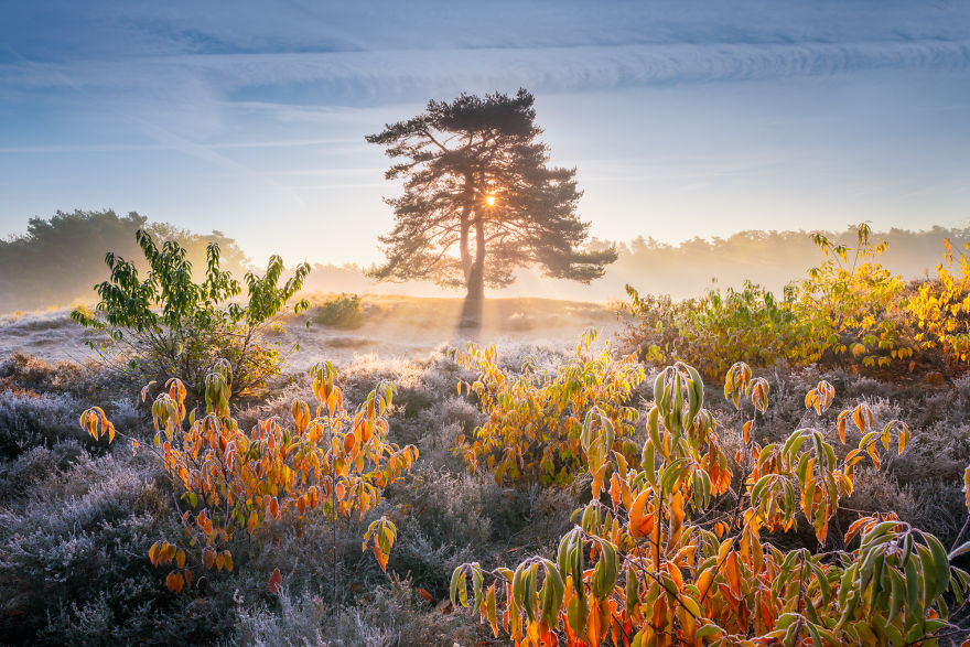I Photograph Trees During Foggy Mornings In The Netherlands