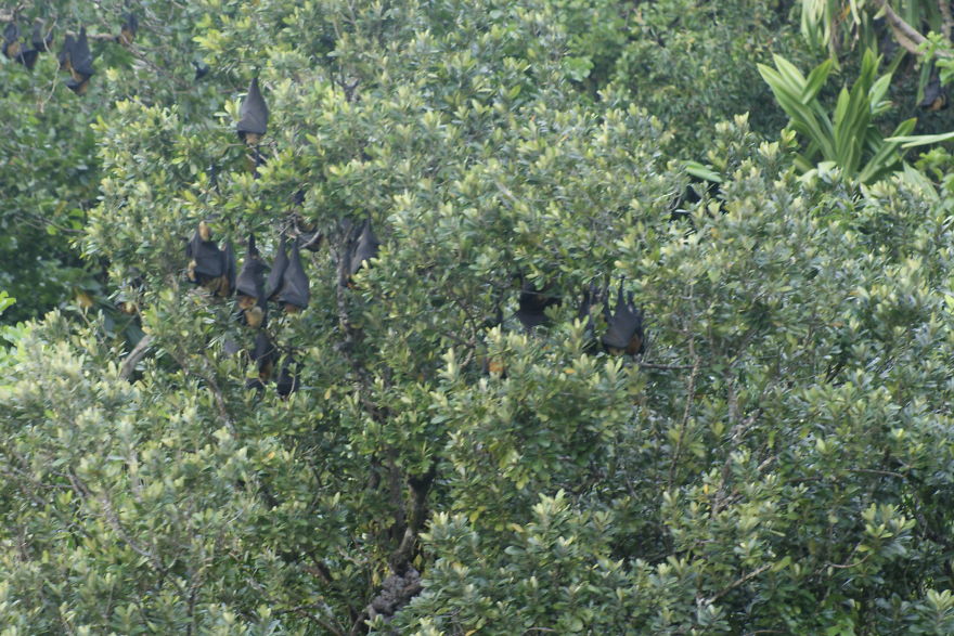 I Went To Fakfak To Enjoy The Beach, Cave, And Saw Bats