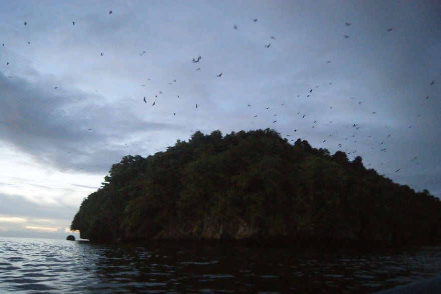 I Went To Fakfak To Enjoy The Beach, Cave, And Saw Bats I Went To Fakfak To Enjoy The Beach, Cave, And Saw Bats