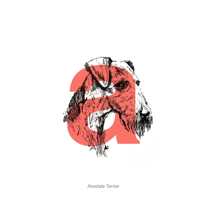 Dog Alphabet Number Two, That I Made From The First Letters Of Their Breeds