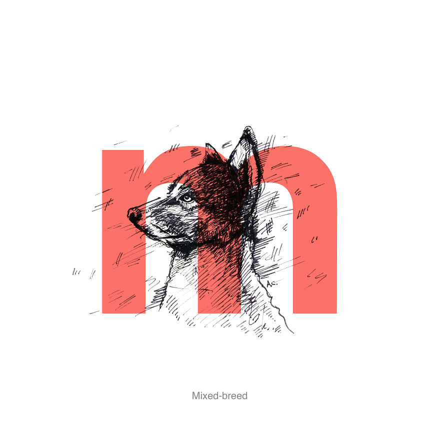 Dog Alphabet Number Two, That I Made From The First Letters Of Their Breeds