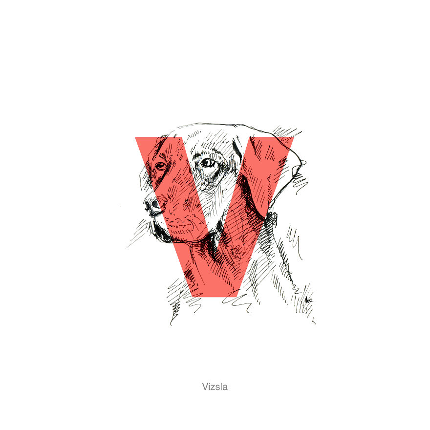 Dog Alphabet Number Two, That I Made From The First Letters Of Their Breeds