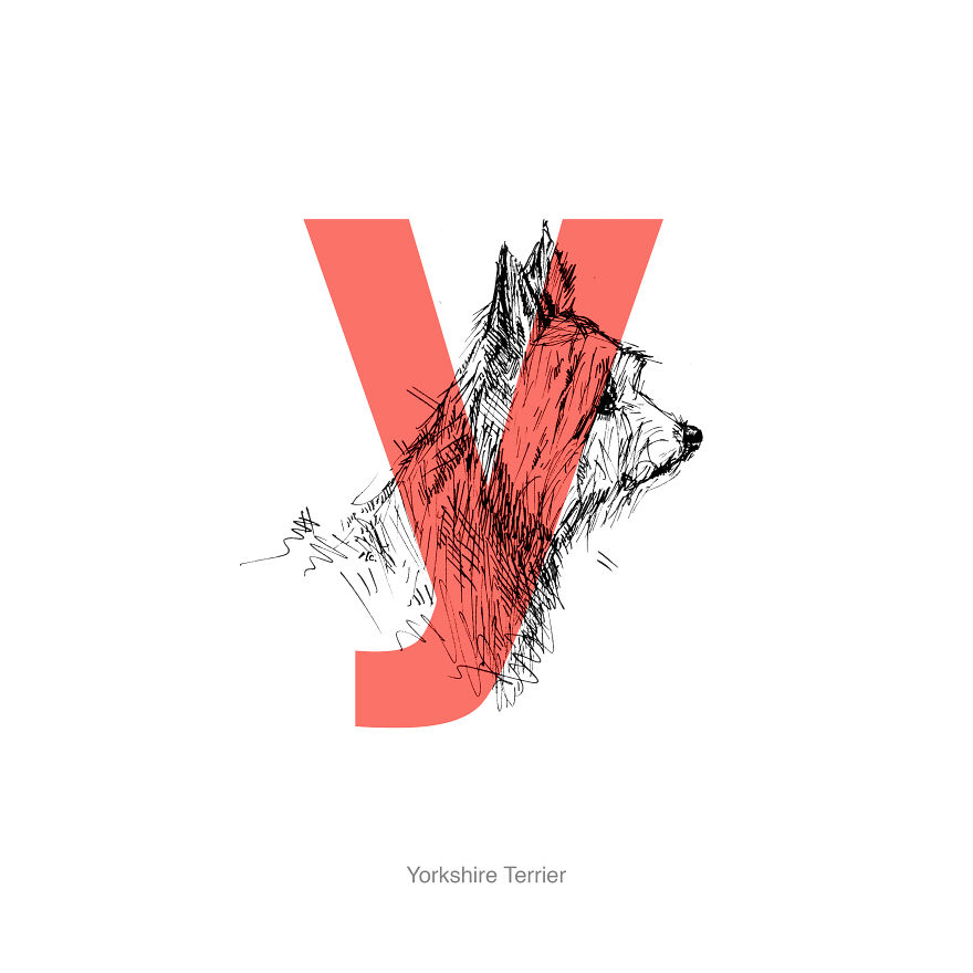 Dog Alphabet Number Two, That I Made From The First Letters Of Their Breeds