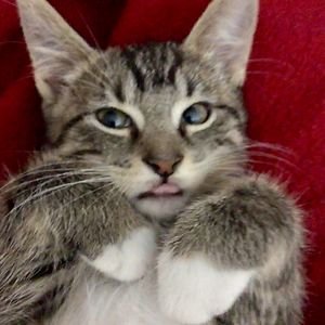 shannonodland avatar