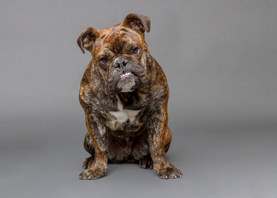 I Photographed Almost 30 Dogs In 3 Days To Raise Money For Animals In Need