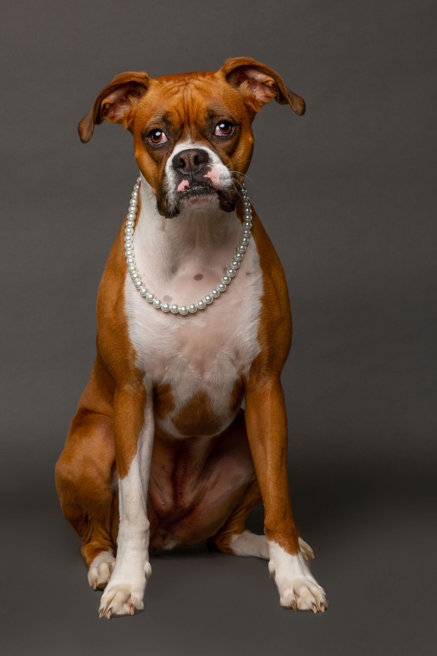 I Photographed Almost 30 Dogs In 3 Days To Raise Money For Animals In Need