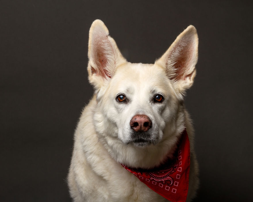 I Photographed Almost 30 Dogs In 3 Days To Raise Money For Animals In Need