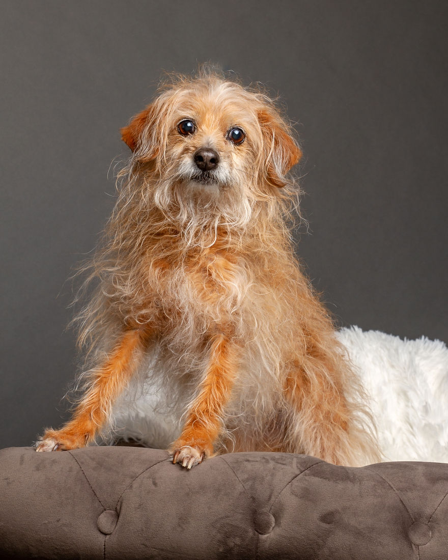 I Photographed Almost 30 Dogs In 3 Days To Raise Money For Animals In Need