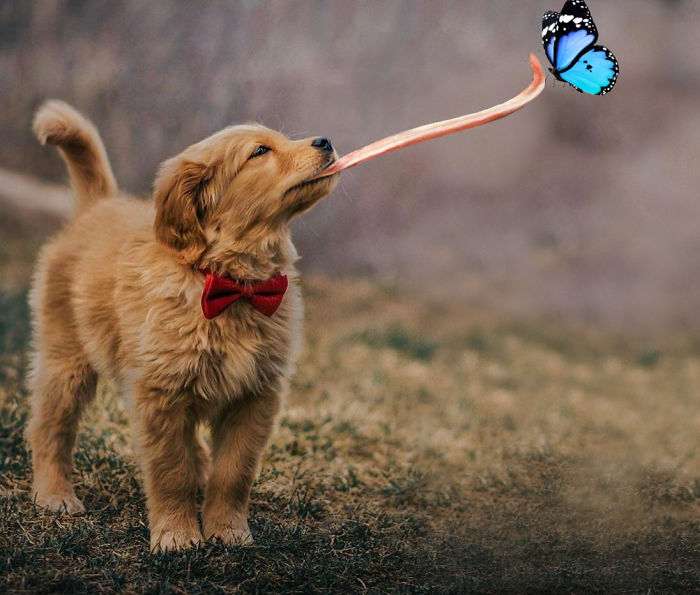 This Beautiful Puppy And Her Butterfly Friend Inspired A Photoshop Battle And You Could Add Your Own Picture